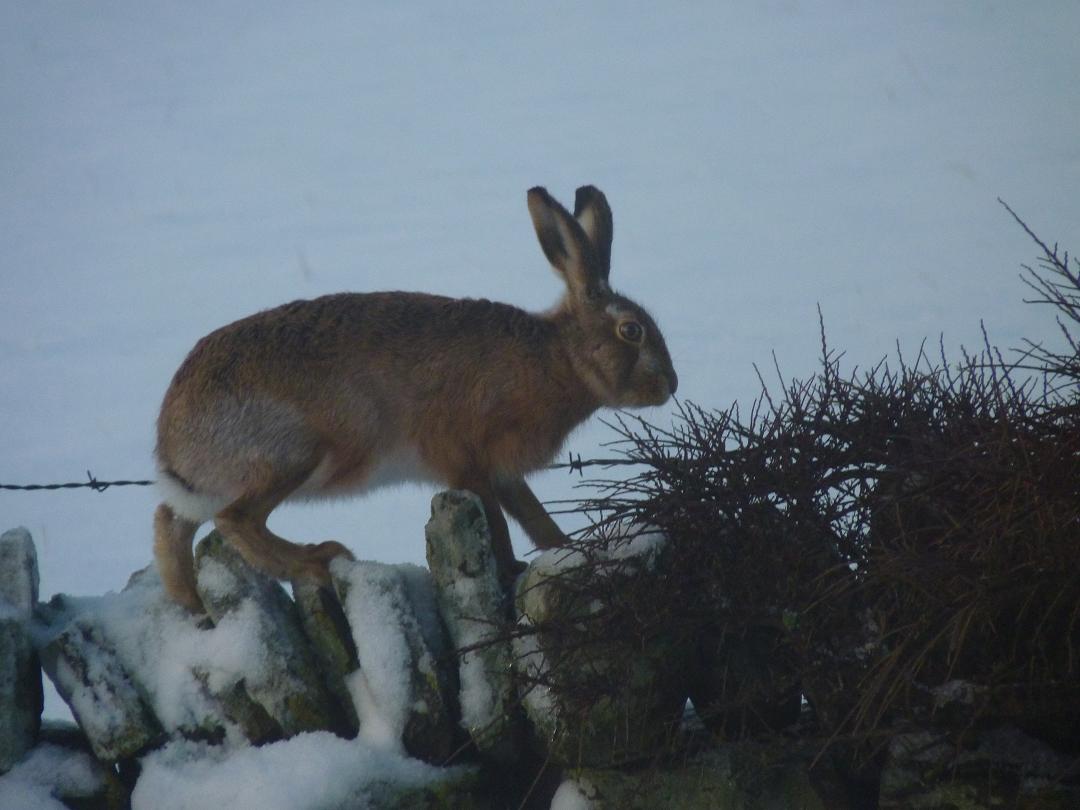 Hare on stone wall at Peedie Hoose
